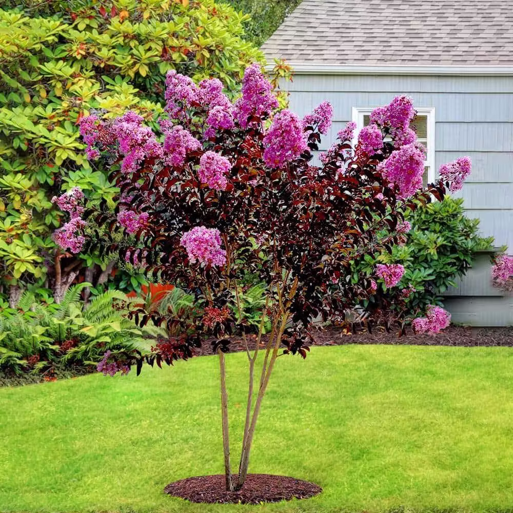 Black Diamond 1 gal. Lavender Lace Crape Myrtle Tree