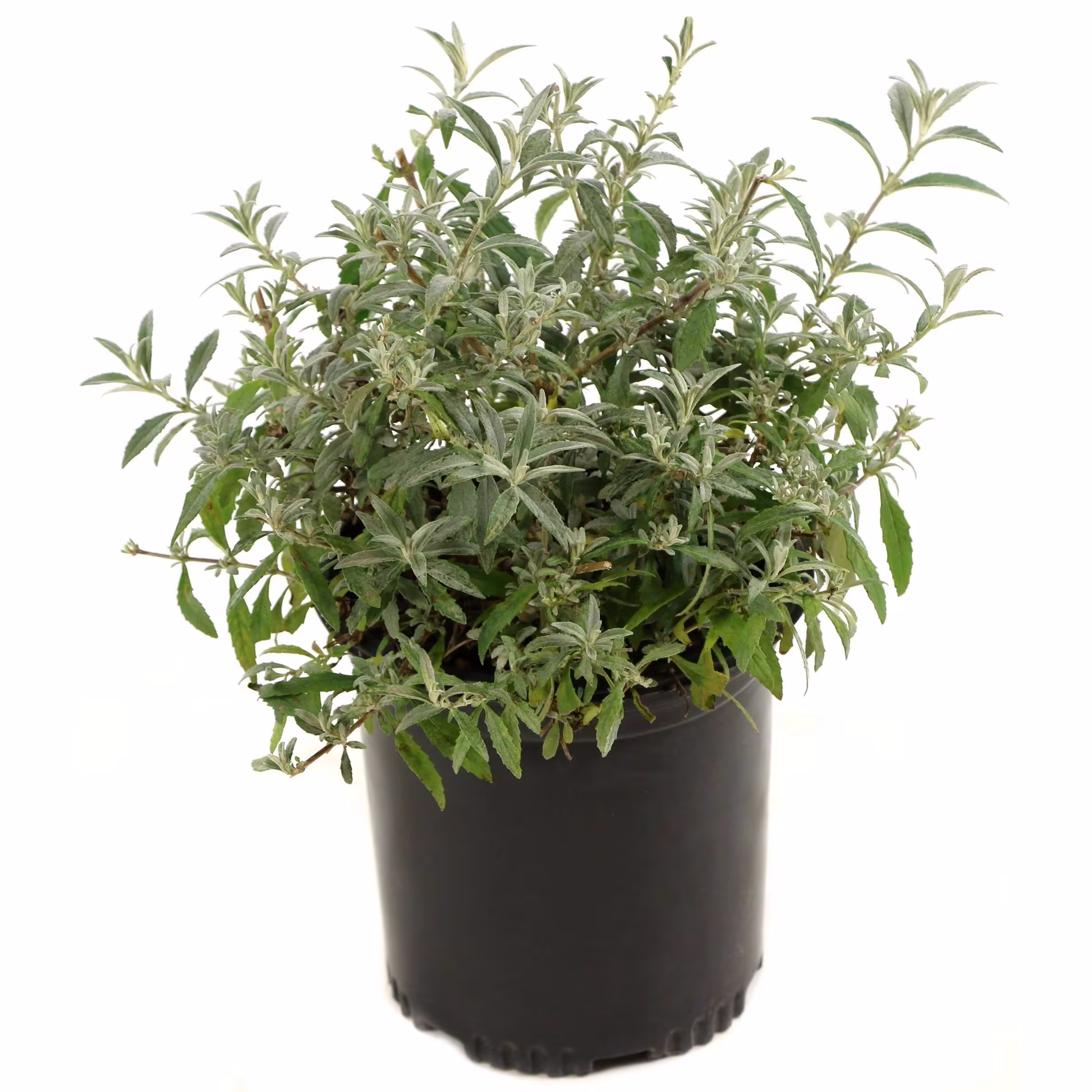 National Plant Network 2.5 Qt. True Blue Buddleia Plant