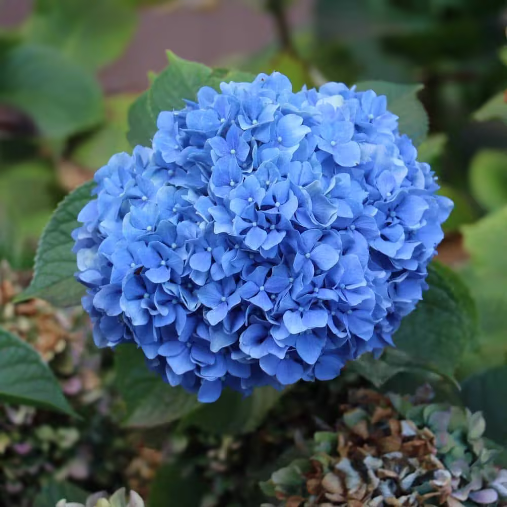 2.5 Qt. Nikko Blue Hydrangea Shrub with Blue Flowers