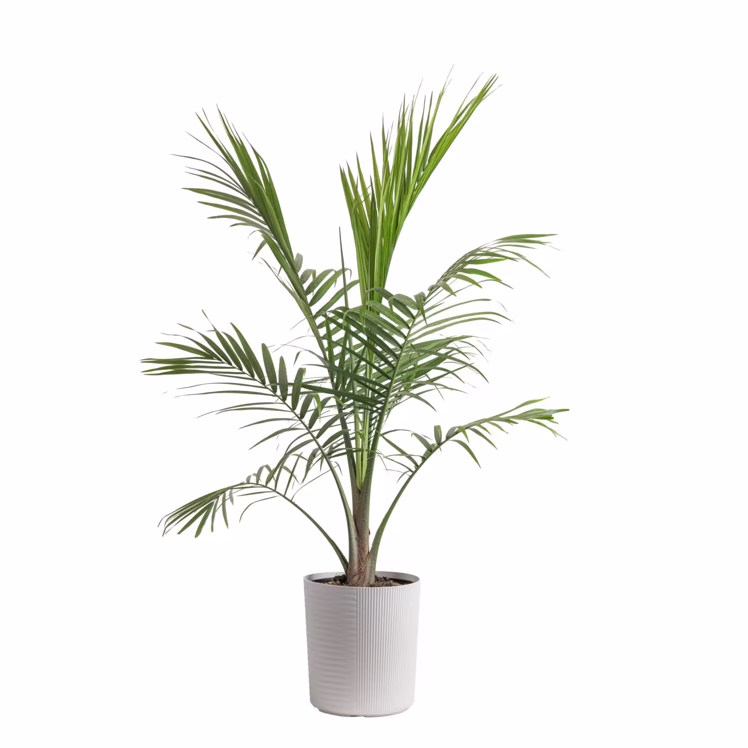 Costa Farms Plants with benefits Live Plant Green Majesty Palm Plant in 10in Decor Pot, Size: Large