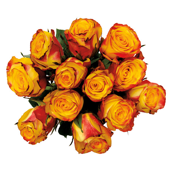 12 Stem Rose Bouquet