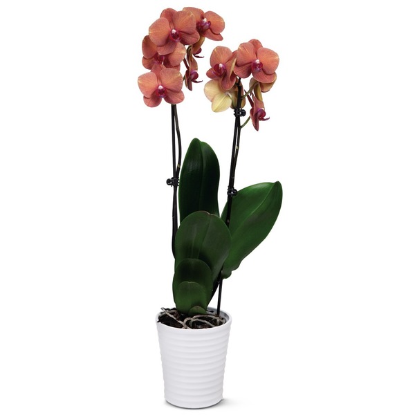 Elegant Orchids in Ceramic Planter – 5″